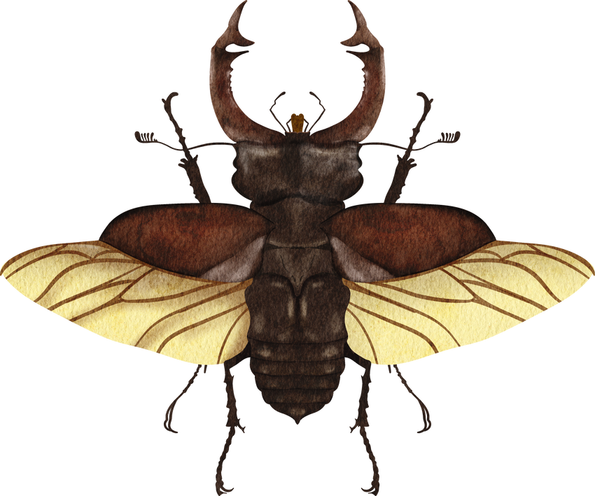 stag beetle